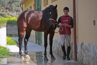  Horse Club 